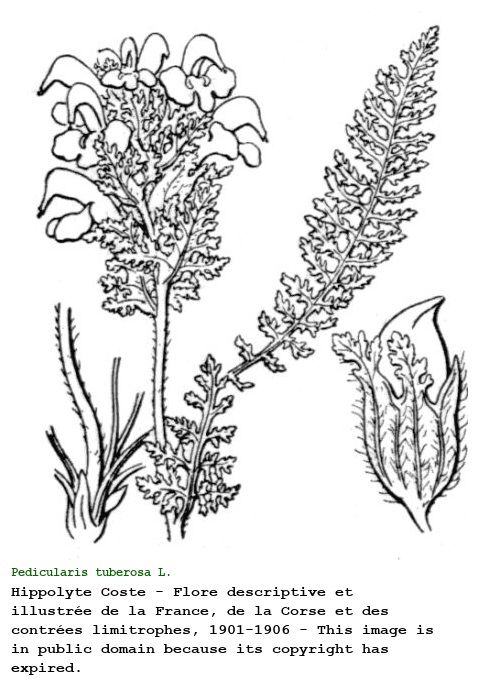Pedicularis tuberosa L.